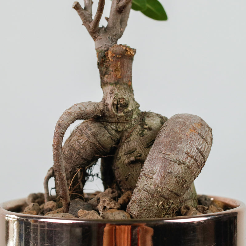 Ficus Bonsai plant in Rosie Planter