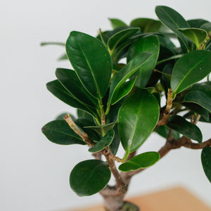 Ficus Bonsai plant in Rosie Planter