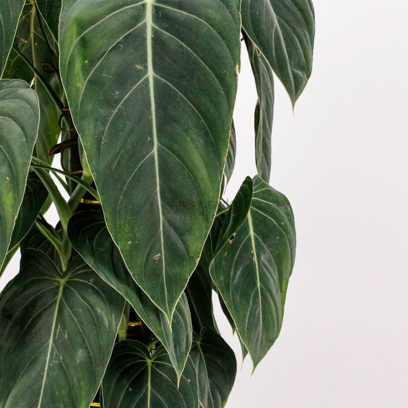 Large Philodendron Melanochrysum ‘Melano’ in Nursery Grow Pot