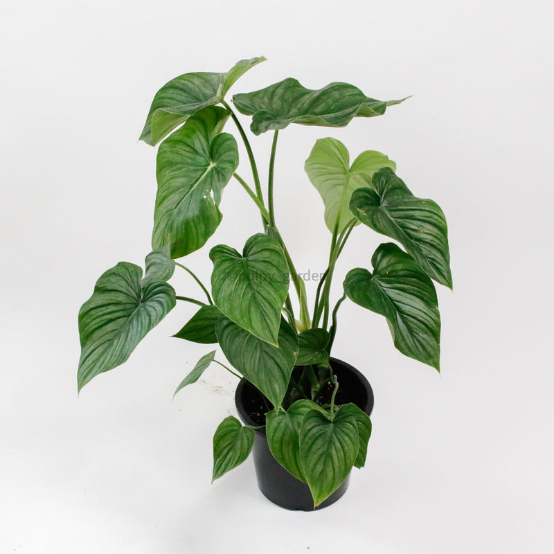 Large Philodendron Sodiroi aff (70cm) in Nursery Grow Pot