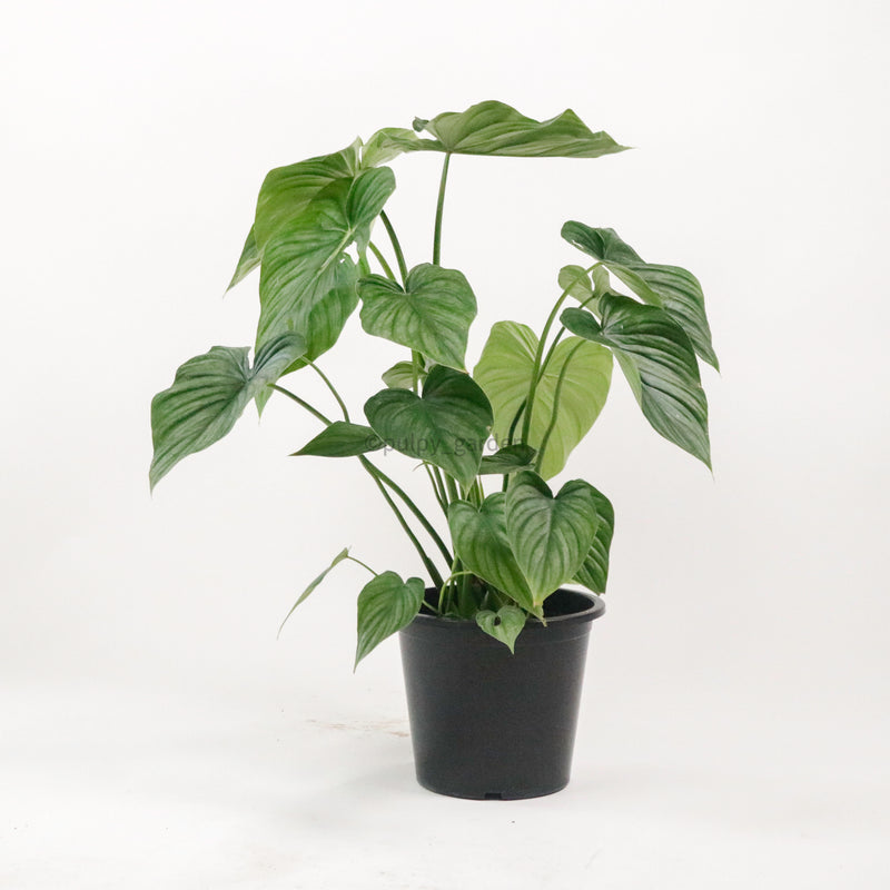 Large Philodendron Sodiroi aff (70cm) in Nursery Grow Pot