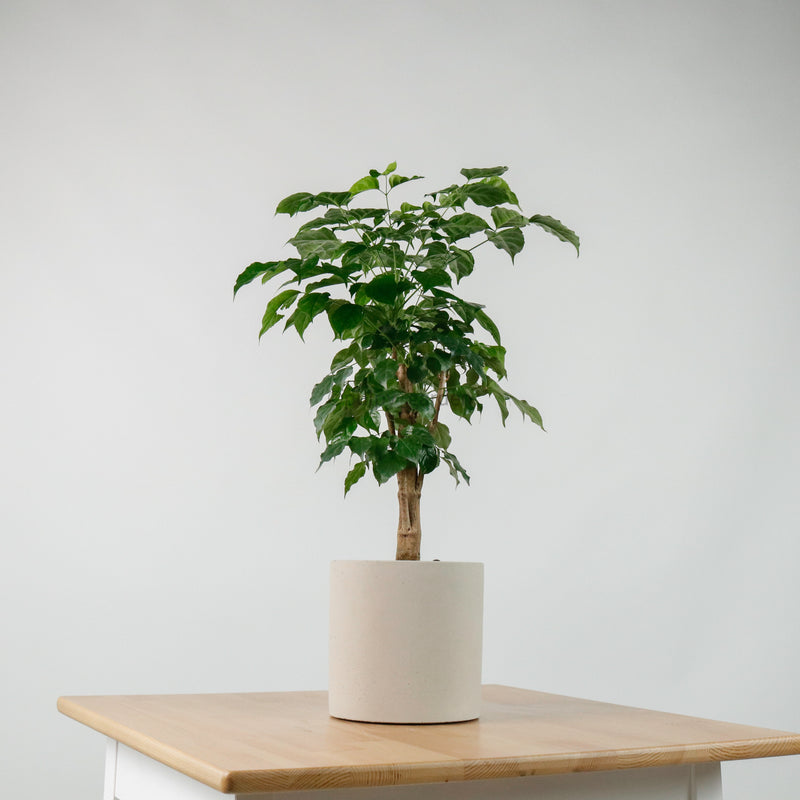 China Doll Plant (65cm) in Tubular Concrete Planter