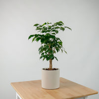 China Doll Plant (65cm) in Tubular Concrete Planter