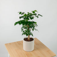 China Doll Plant (65cm) in Tubular Concrete Planter