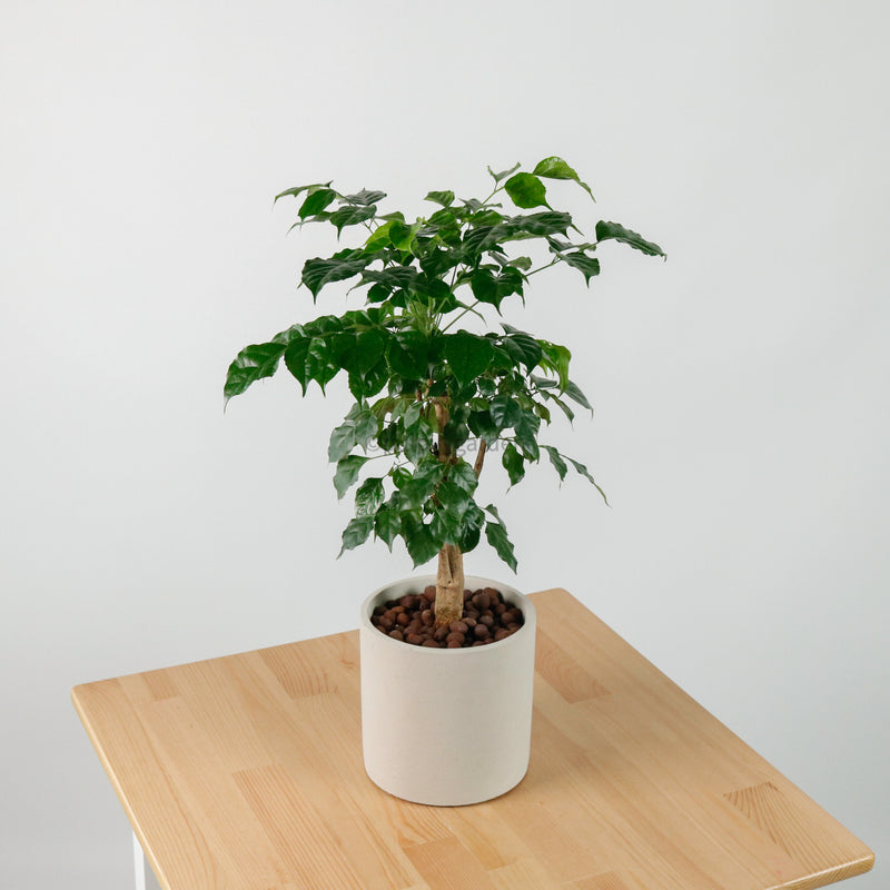 China Doll Plant (65cm) in Tubular Concrete Planter