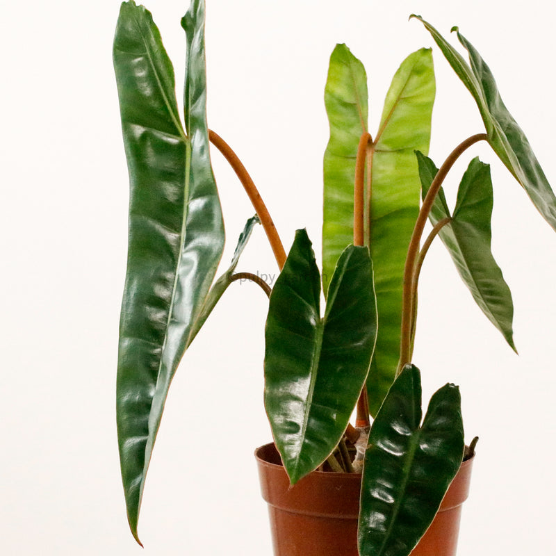 philodendron biliyae Philodendron billietiae in Nursery Grow Pot – Pulpy Garden