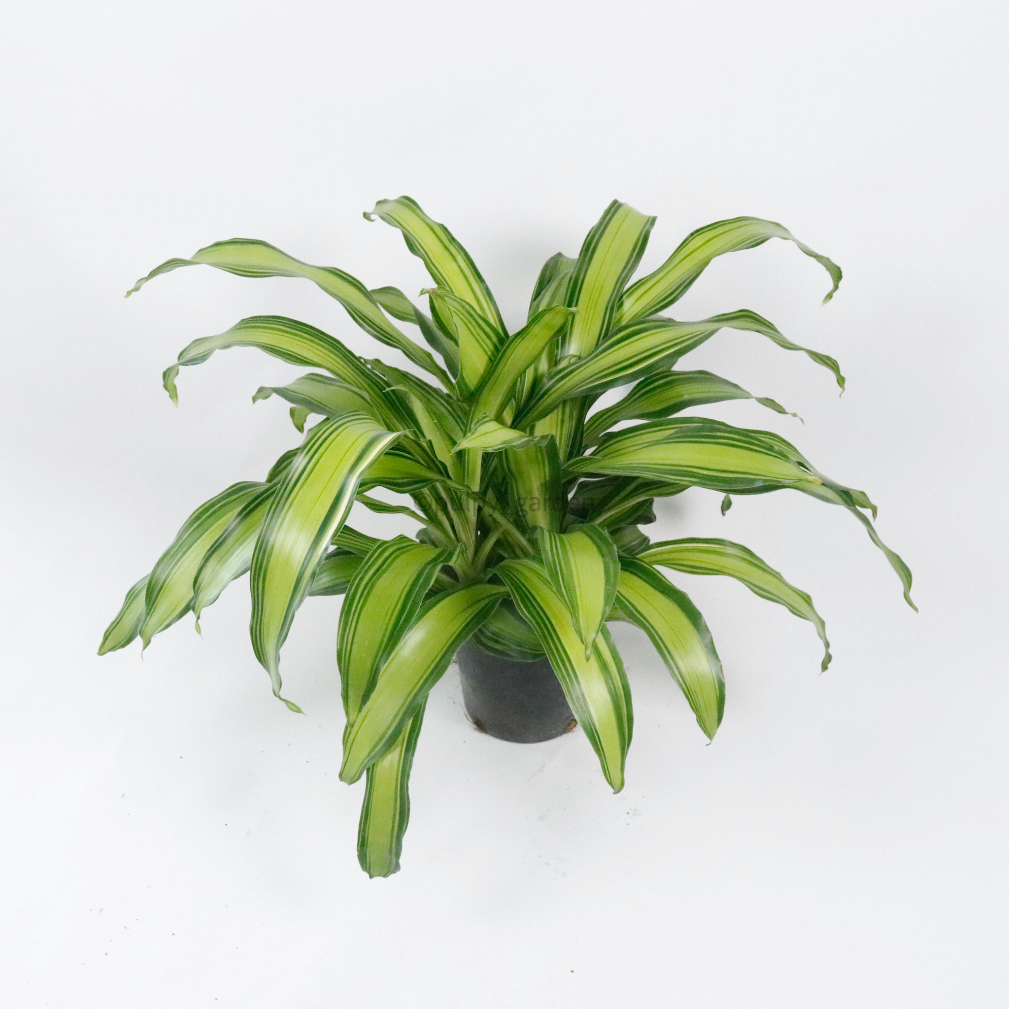 dracaena fragrans marley Dracaena Fragrans (M) Burley in Nursery Grow Pot – Pulpy Garden