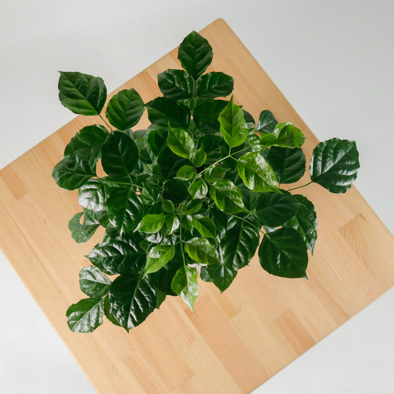 China Doll Plant (65cm) in Tubular Concrete Planter