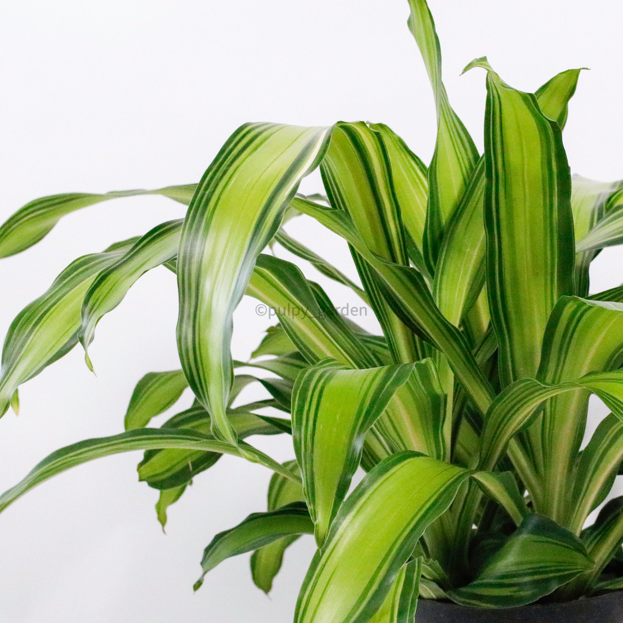 dracaena fragrans burley Dracaena Fragrans (M) Burley in Nursery Grow Pot – Pulpy Garden