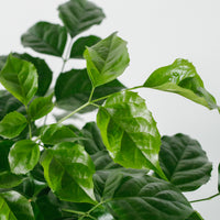 China Doll Plant (65cm) in Tubular Concrete Planter
