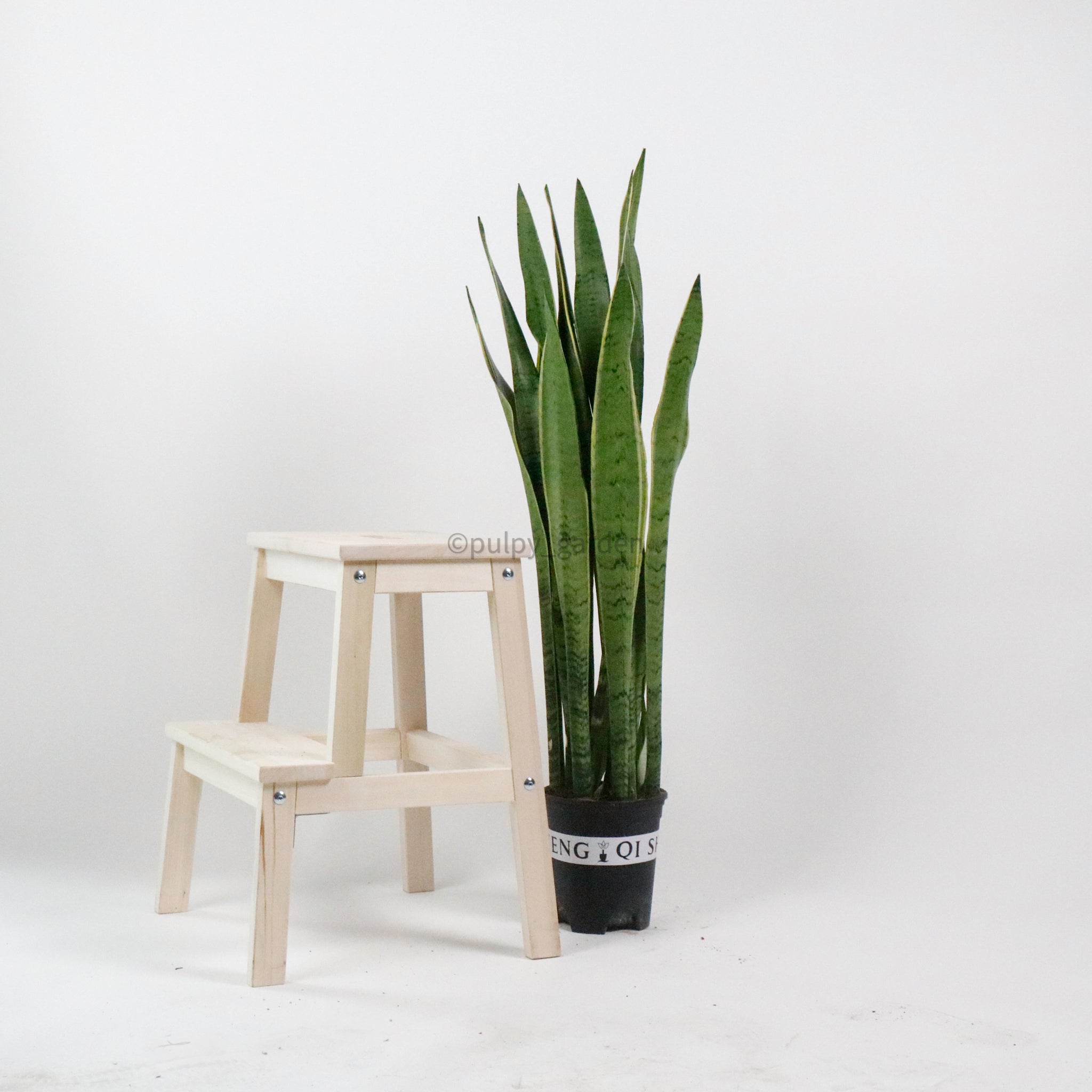 Large Sansevieria trifasciata GEEN (90cm) - ‘Mother-in-law’s Tongue’ in Nursery Grow Pot