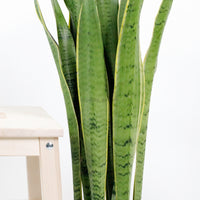 Large Sansevieria trifasciata GEEN (90cm) - ‘Mother-in-law’s Tongue’ in Nursery Grow Pot