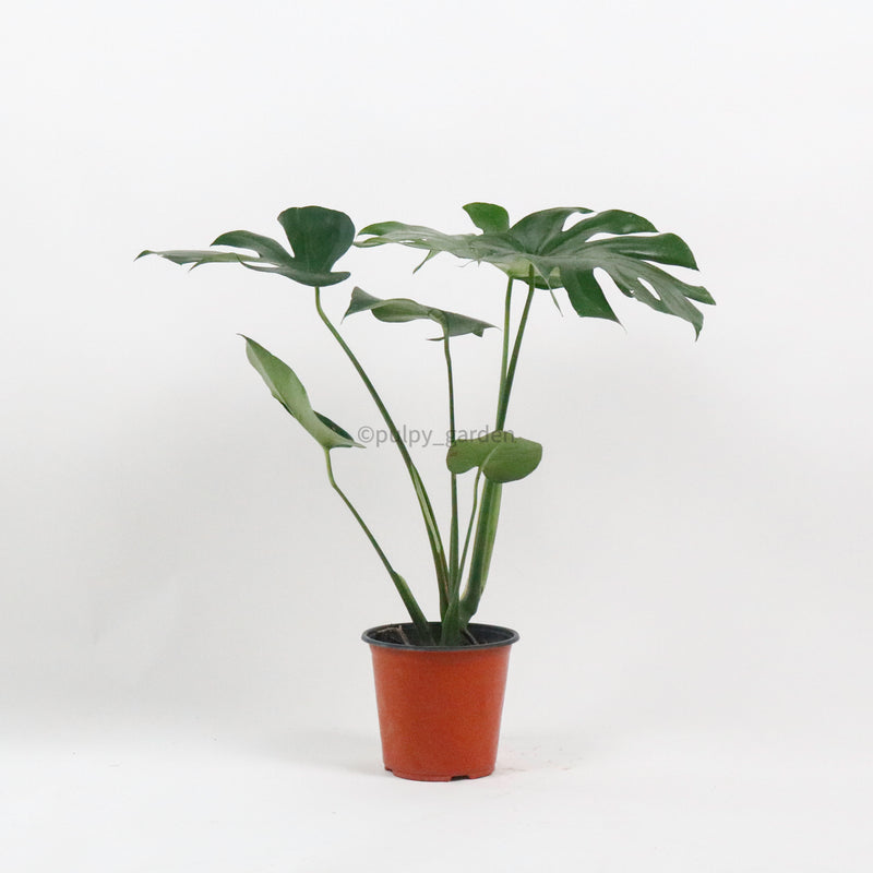 jumbo premium monstera Large Monstera deliciosa (50cm) in Nursery Grow Pot – Pulpy Garden