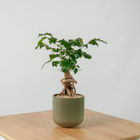 China Doll Ginseng in Aura Planter