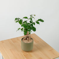 China Doll Ginseng in Aura Planter