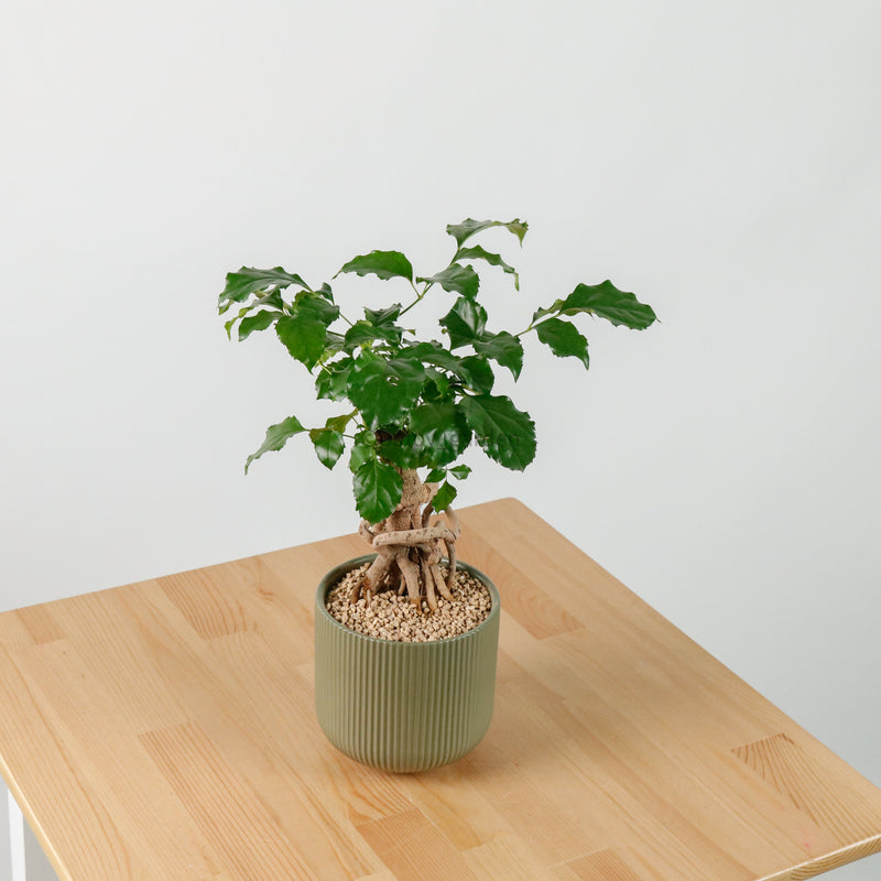 China Doll Ginseng in Aura Planter