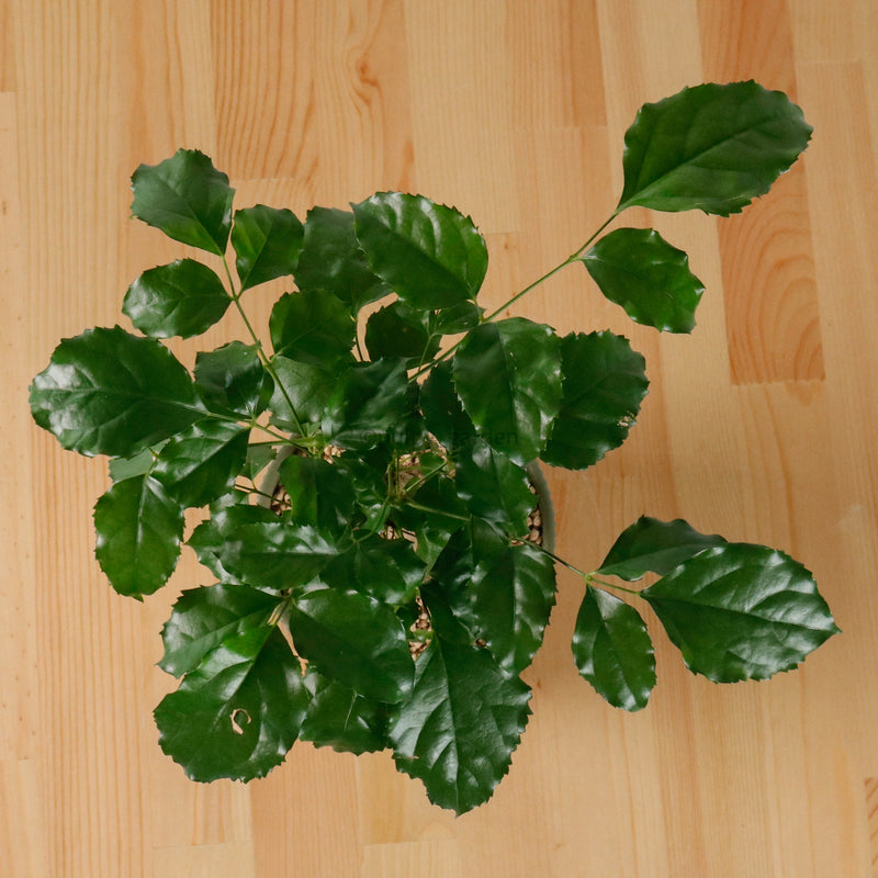 China Doll Ginseng in Aura Planter