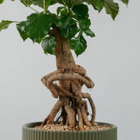 China Doll Ginseng in Aura Planter