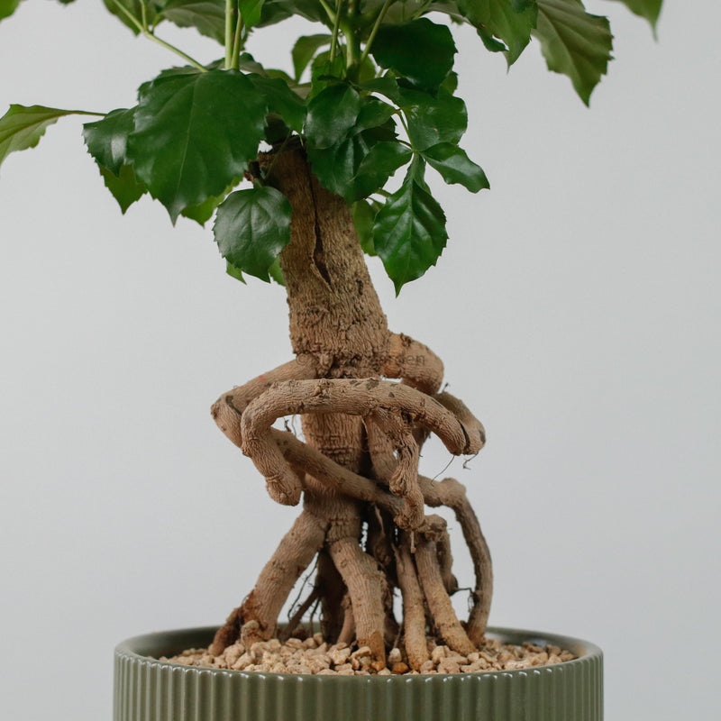 China Doll Ginseng in Aura Planter