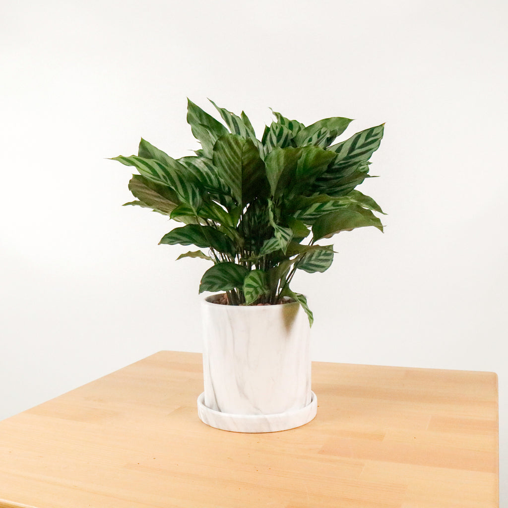 Calathea Freddy House in Marble Designed Planter