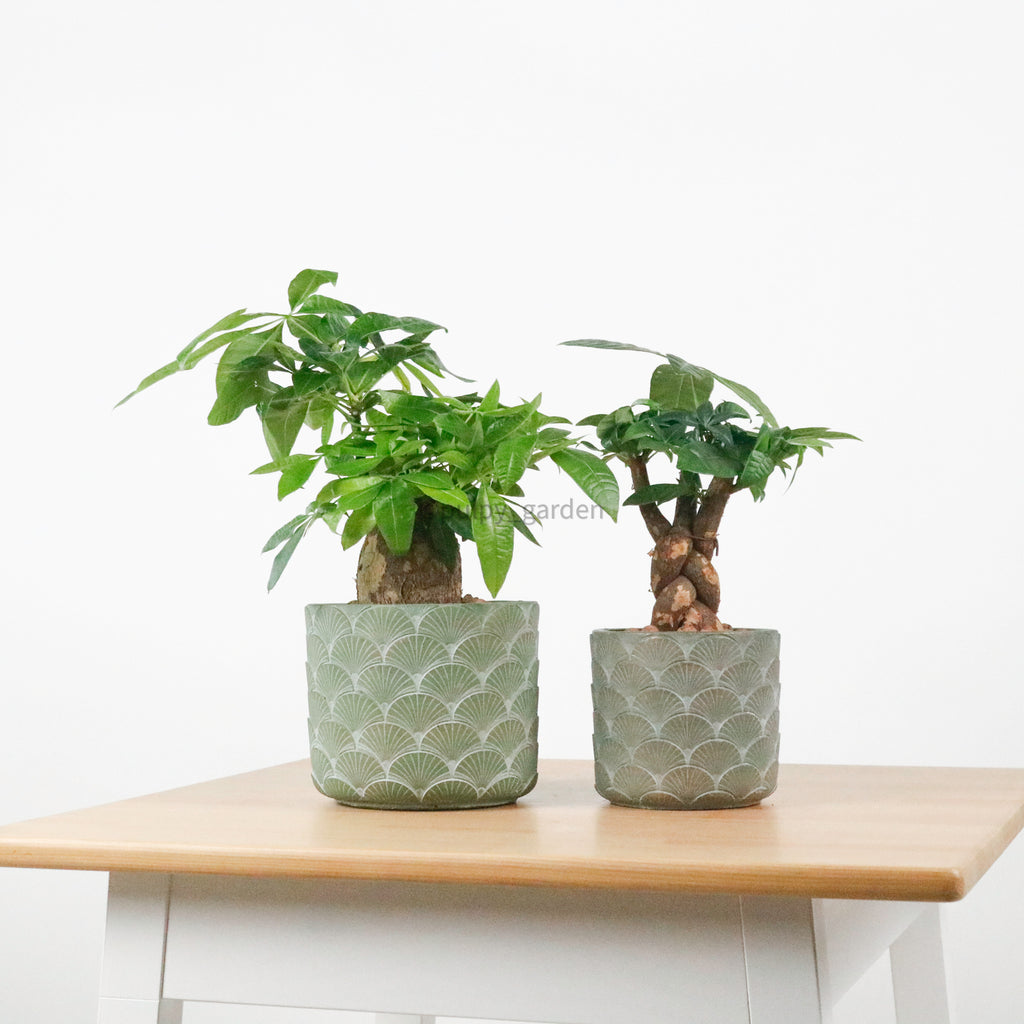 Bonsai Tree in Concrete Vase Fiyatı - Leaf Flower