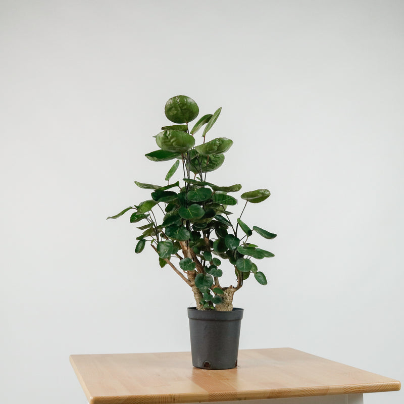 Shield aralia (65cm) in Nursery Grow Pot