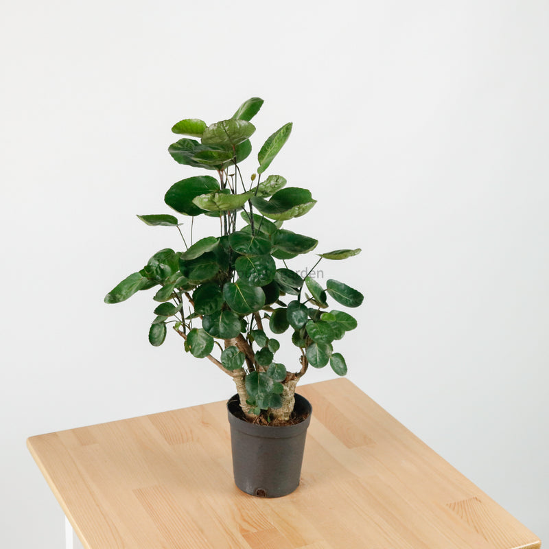Shield aralia (65cm) in Nursery Grow Pot