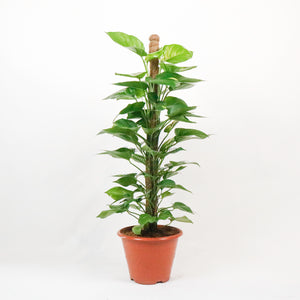 Large Money Plant (115cm) in Nursery Grow Pot