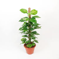 Large Money Plant (115cm) in Nursery Grow Pot