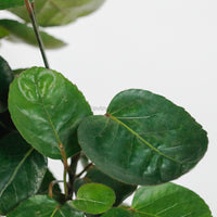 Shield aralia (65cm) in Nursery Grow Pot