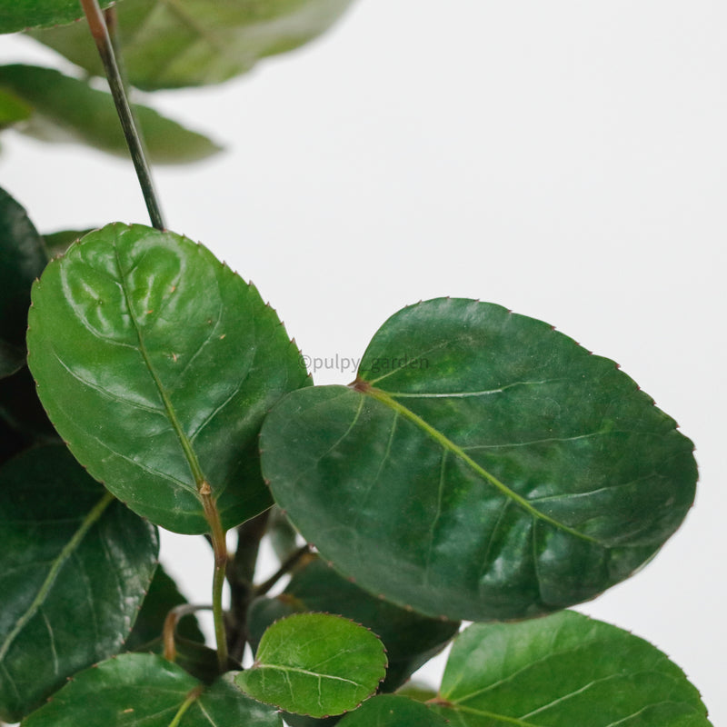 Shield aralia (65cm) in Nursery Grow Pot