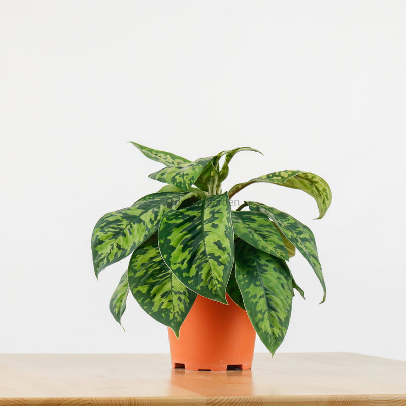 Dieffenbachia Reflector in Nursery Grow Pot