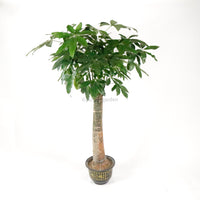 Large Pachira (1 Stem) in Nursery Grow Pot (220cm) (发财树 - Fa Cai Shu)