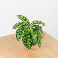 Dieffenbachia Reflector in Nursery Grow Pot