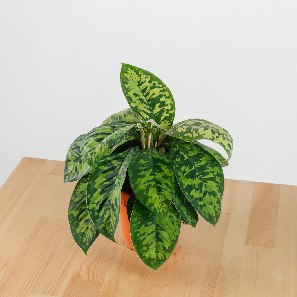 Dieffenbachia Reflector in Nursery Grow Pot