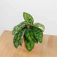 Dieffenbachia Reflector in Nursery Grow Pot