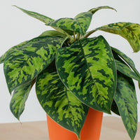 Dieffenbachia Reflector in Nursery Grow Pot