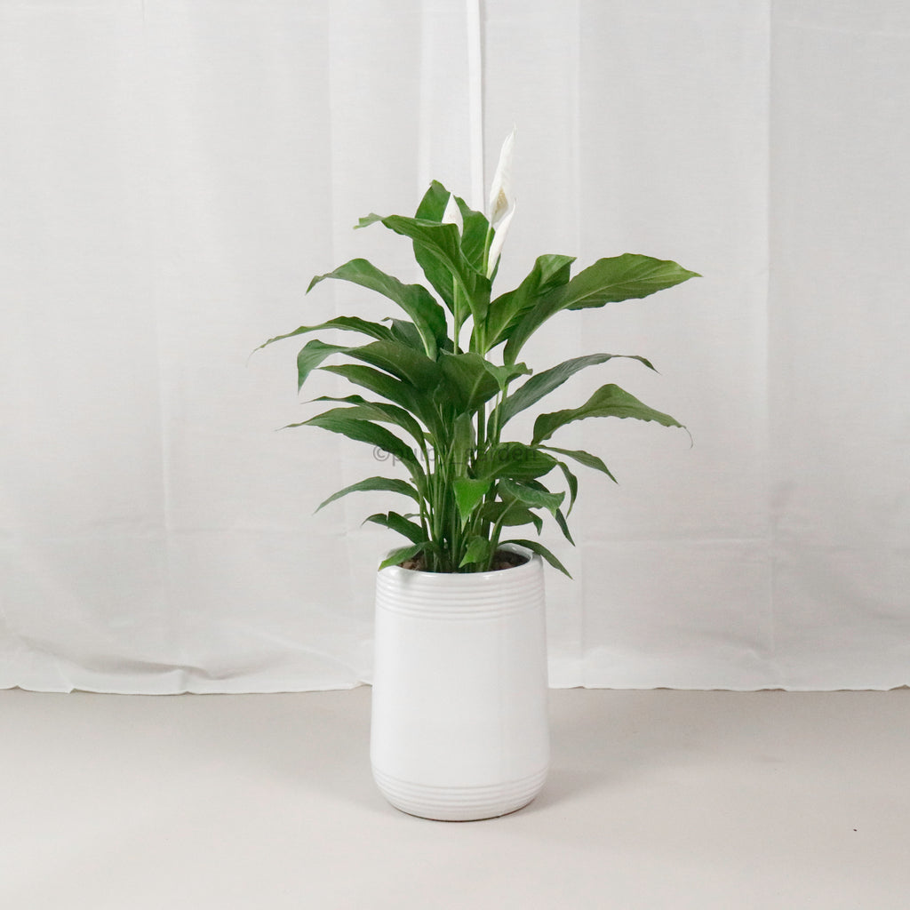 Large Peace Lily (80cm) in White Round Glossy Planter