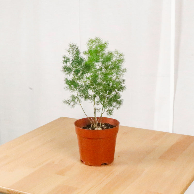 Ming Fern in Nursery Grow Pot