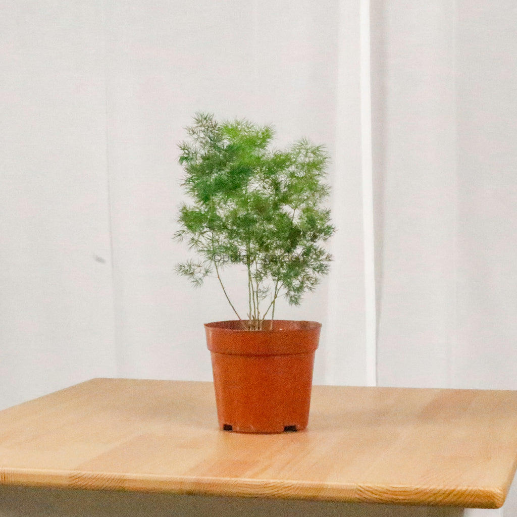 Ming Fern in Nursery Grow Pot