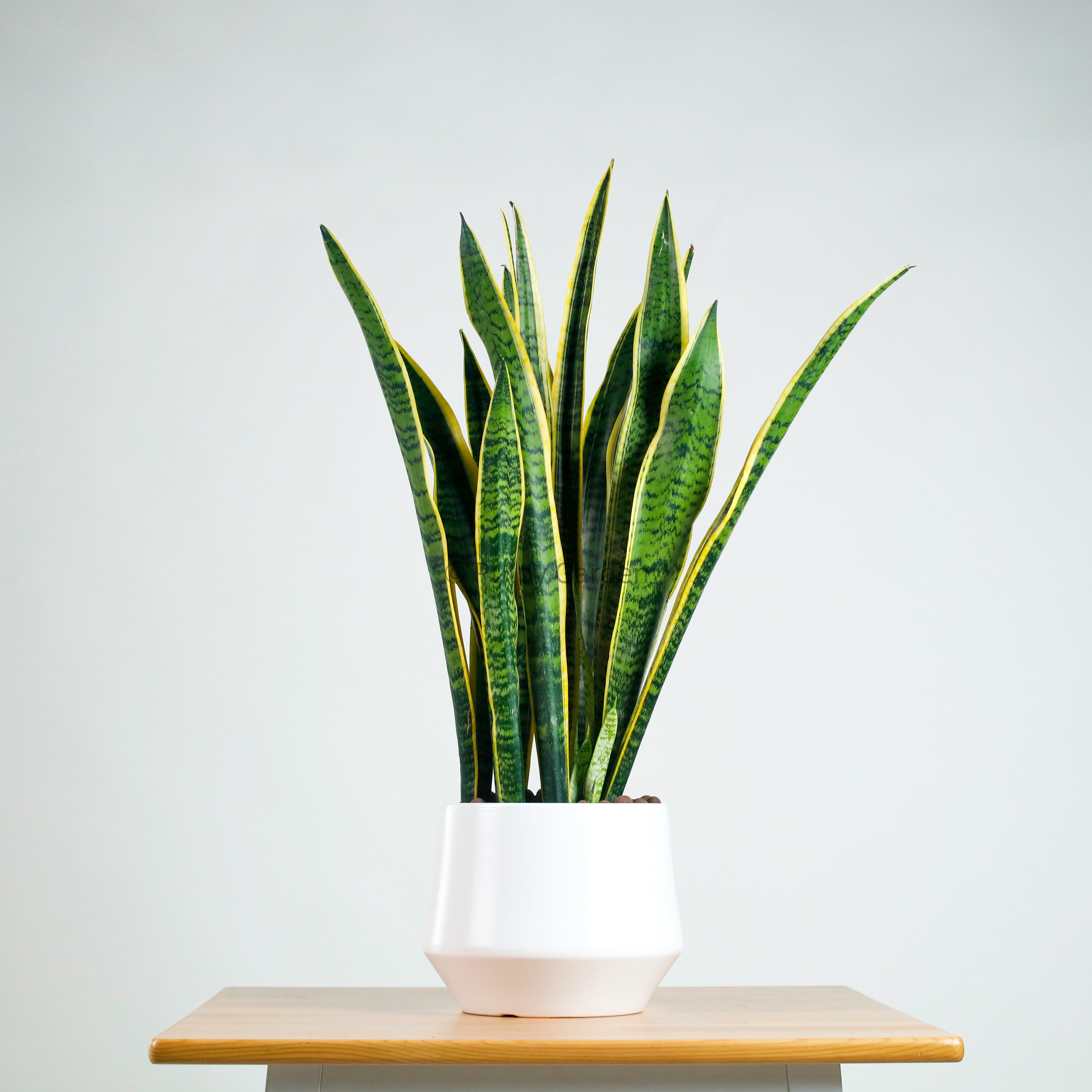 Sansevieria trifasciata Laurentii- ‘Mother-in-law’s Tongue’ (90cm) in Nova