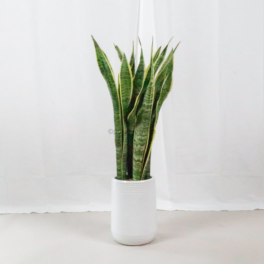 Large Sansevieria trifasciata Laurentii- ‘Mother-in-law’s Tongue’ (100cm) in White Glossy Planter