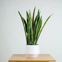 Sansevieria trifasciata Laurentii- ‘Mother-in-law’s Tongue’ (90cm) in Nova