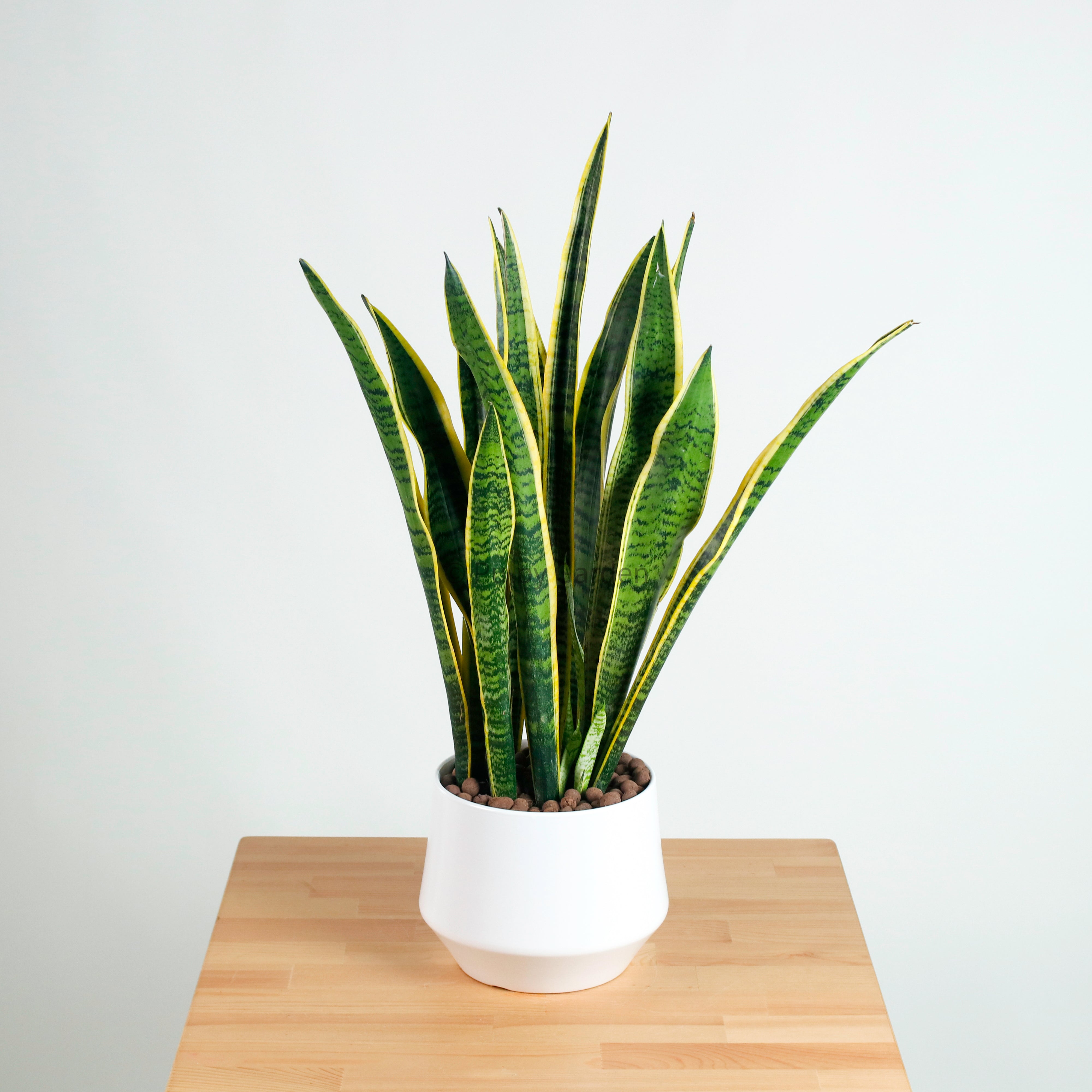 Sansevieria trifasciata Laurentii- ‘Mother-in-law’s Tongue’ (90cm) in Nova