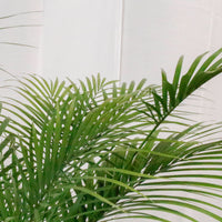 Large Jawa Palm (100cm) in Nursery Grow Pot