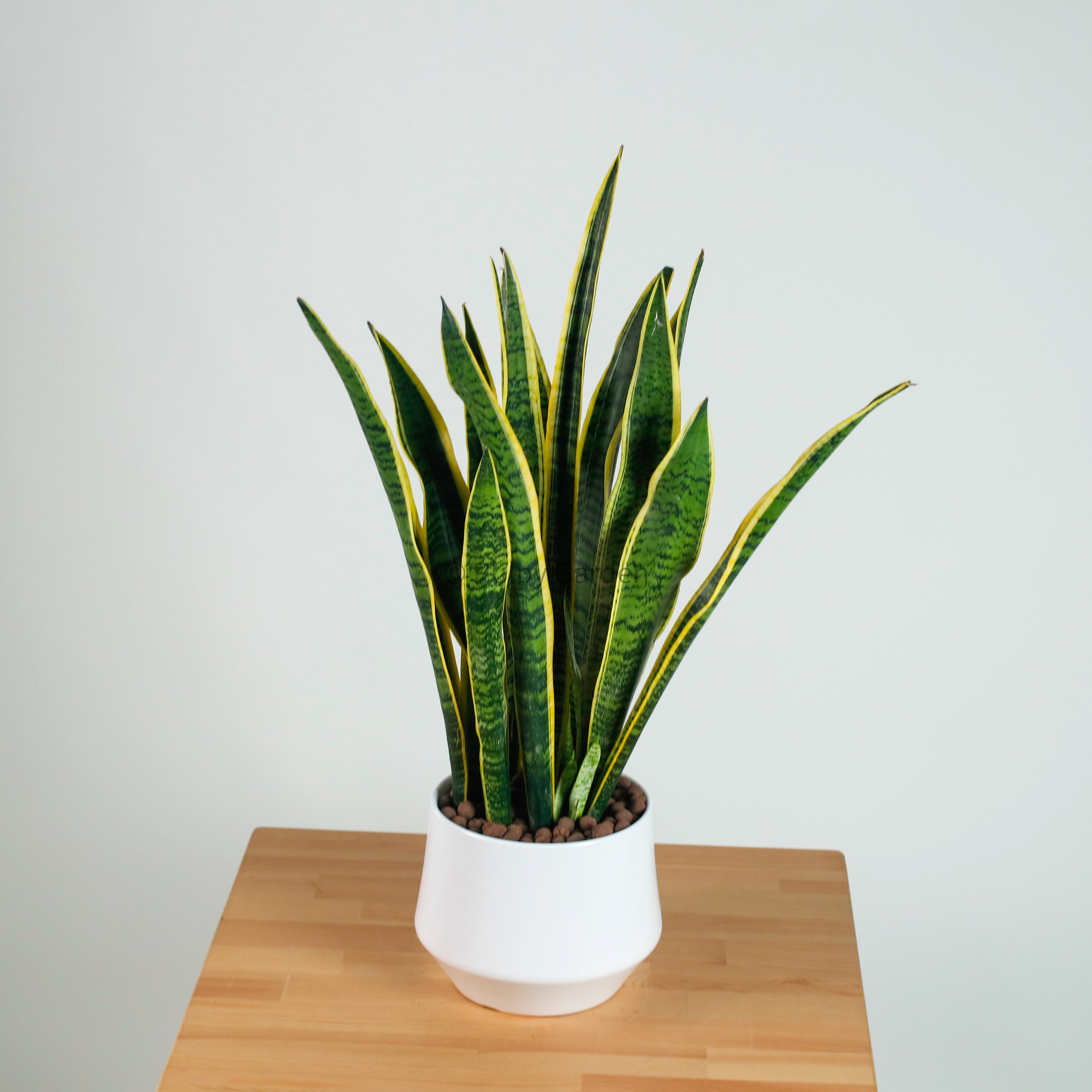 Sansevieria trifasciata Laurentii- ‘Mother-in-law’s Tongue’ (90cm) in Nova