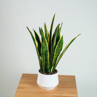 Sansevieria trifasciata Laurentii- ‘Mother-in-law’s Tongue’ (90cm) in Nova