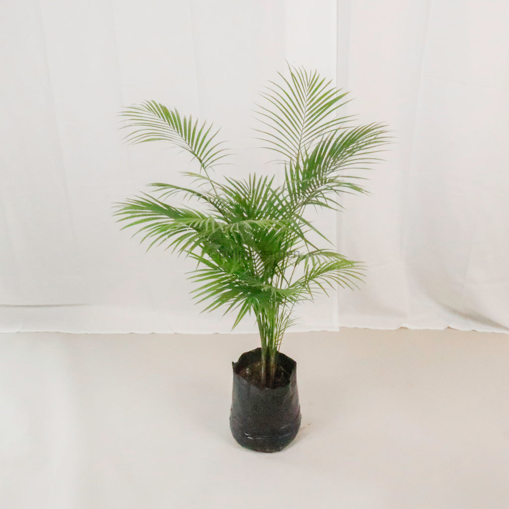 Large Jawa Palm (100cm) in Nursery Grow Pot