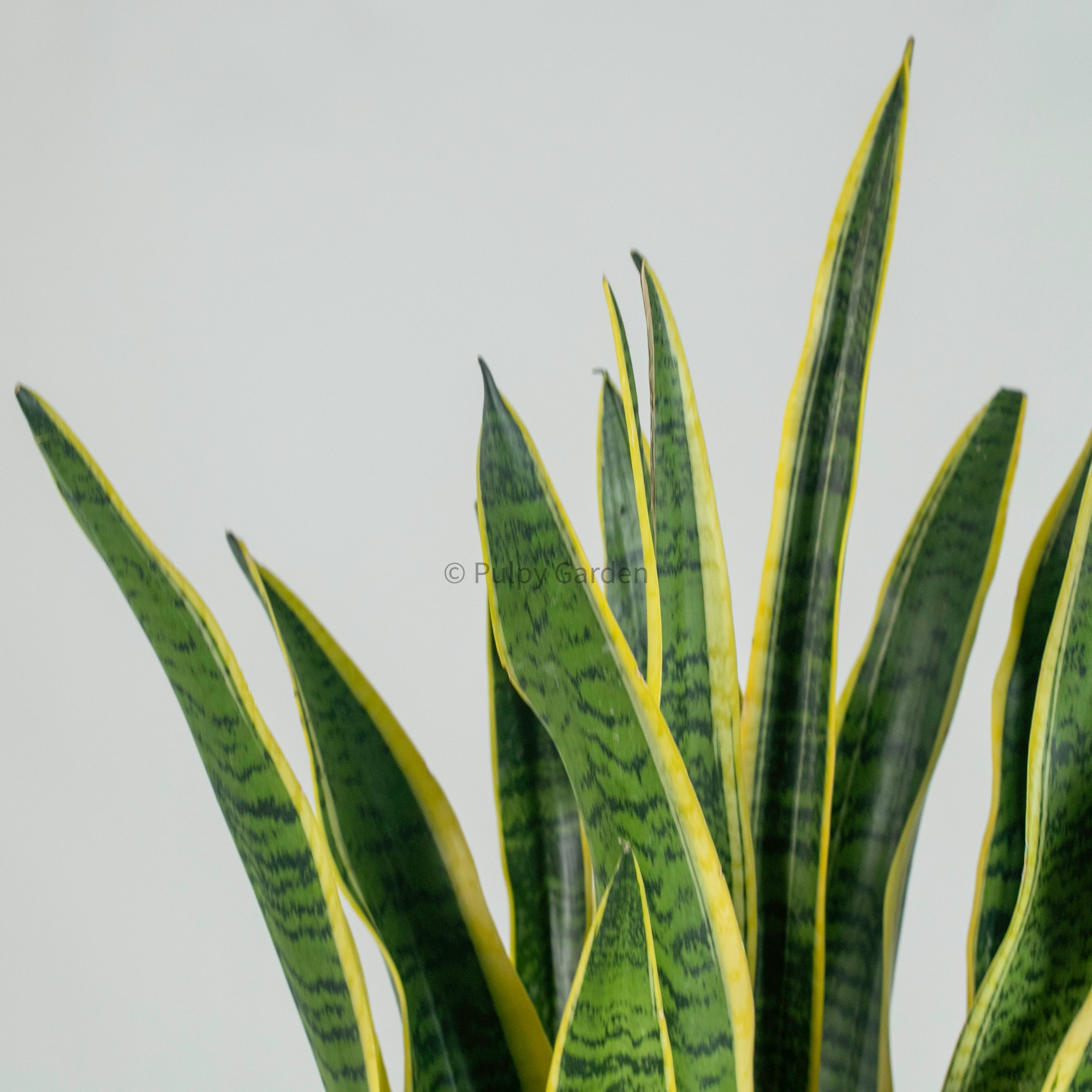 Sansevieria trifasciata Laurentii- ‘Mother-in-law’s Tongue’ (90cm) in Nova