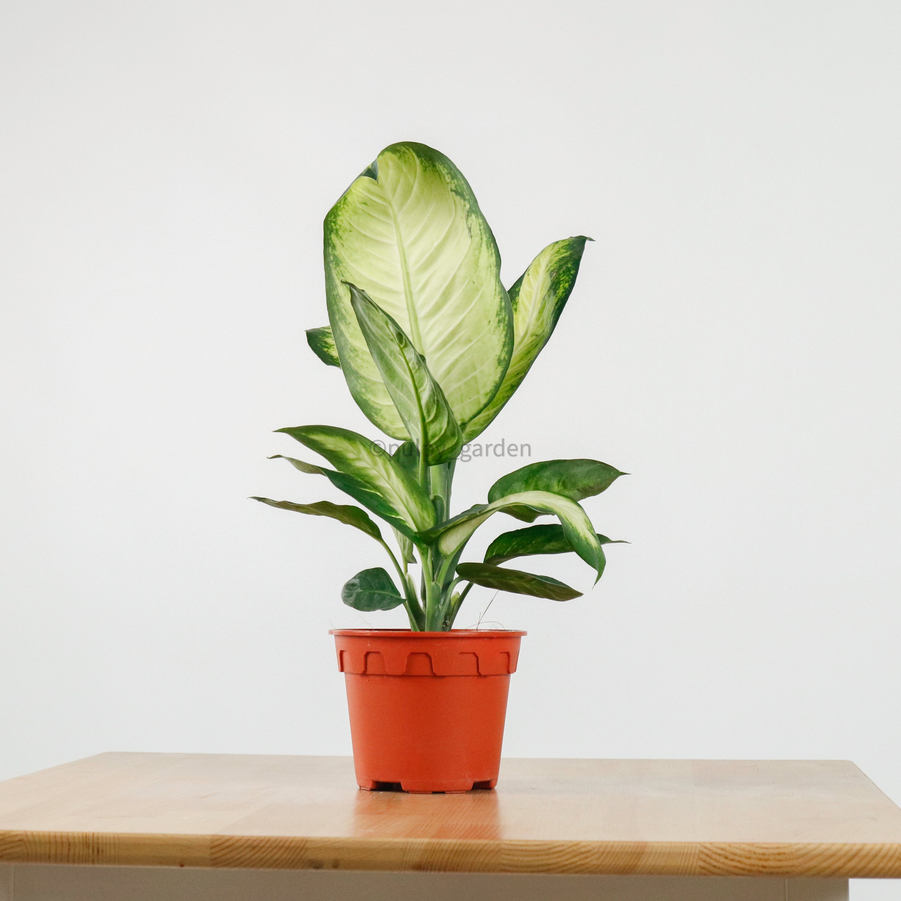 dieffenbachia seguine indoor or outdoor Dieffenbachia 'Summer Style' in Nursery Grow Pot – Pulpy Garden